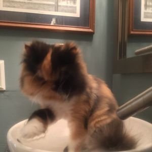 Meet your Posher, Barbara